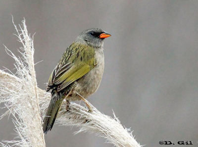 VERDÓN (Embernagra platensis) - Humedales del Santa Lucía-MONTEVIDEO (Julio 2010)